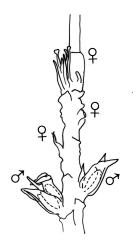 Fissidens hyophilus, upper part of stem with leaves and capsule removed to show perigonia and perichaetia. Drawn from J.E. Beever 29-89, CHR 406228.
 Image: R.C. Wagstaff © Landcare Research 2014 